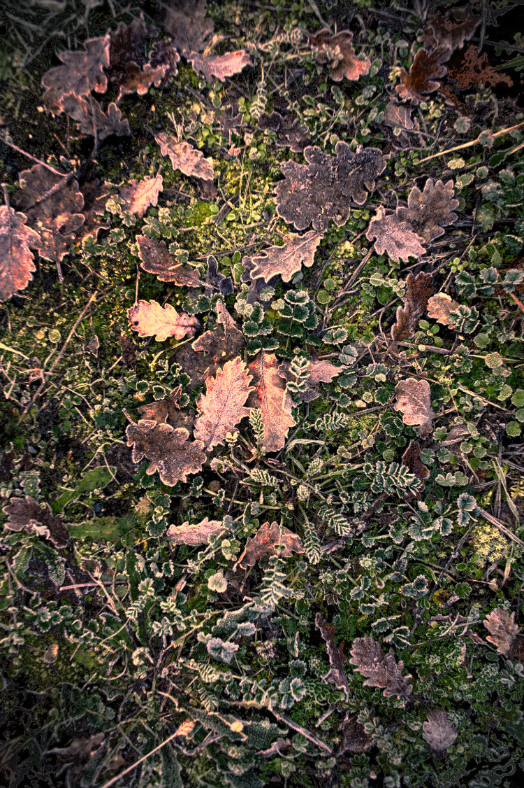 Nature pas tout à fait morte